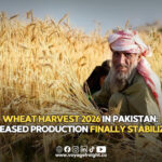 Wheat harvesting in Punjab Pakistan 2026
