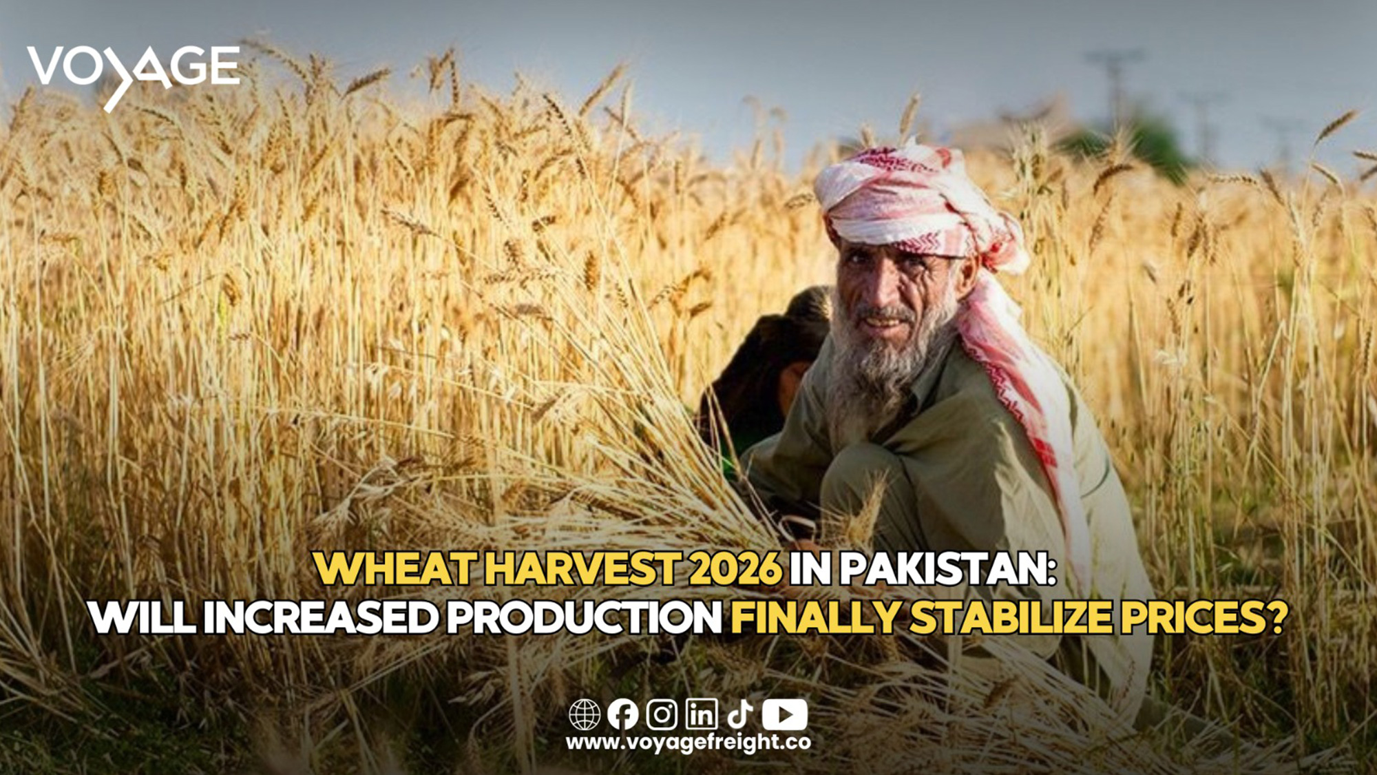 Wheat harvesting in Punjab Pakistan 2026