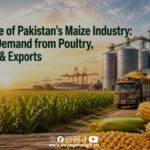 Fresh maize field in Pakistan